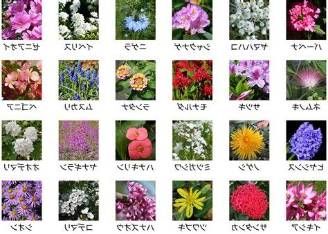 花 種類